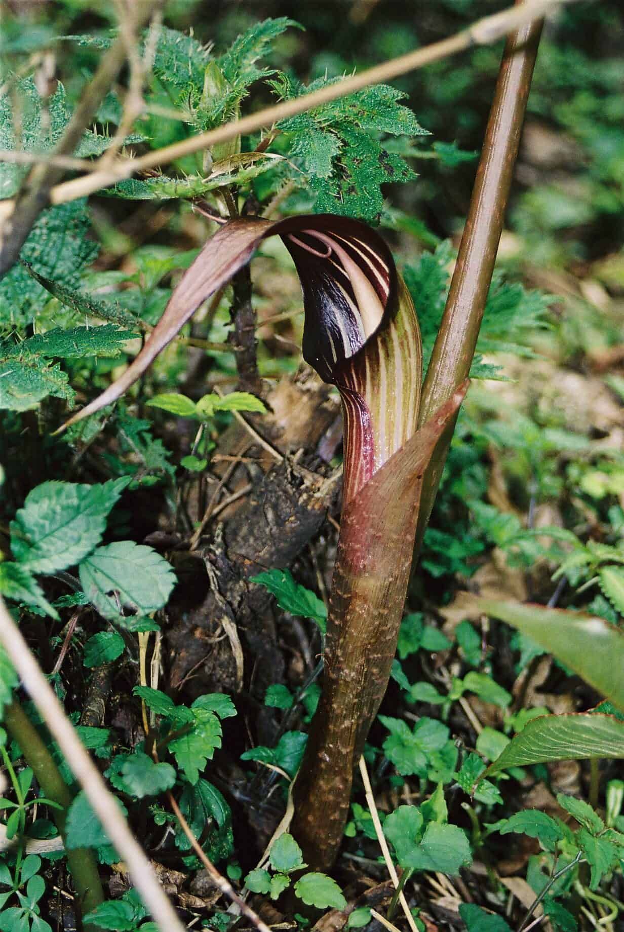 Bamboo Retreat Hotel - image "Urwald-Trekking im Naturreservat Fambong Lho" 25