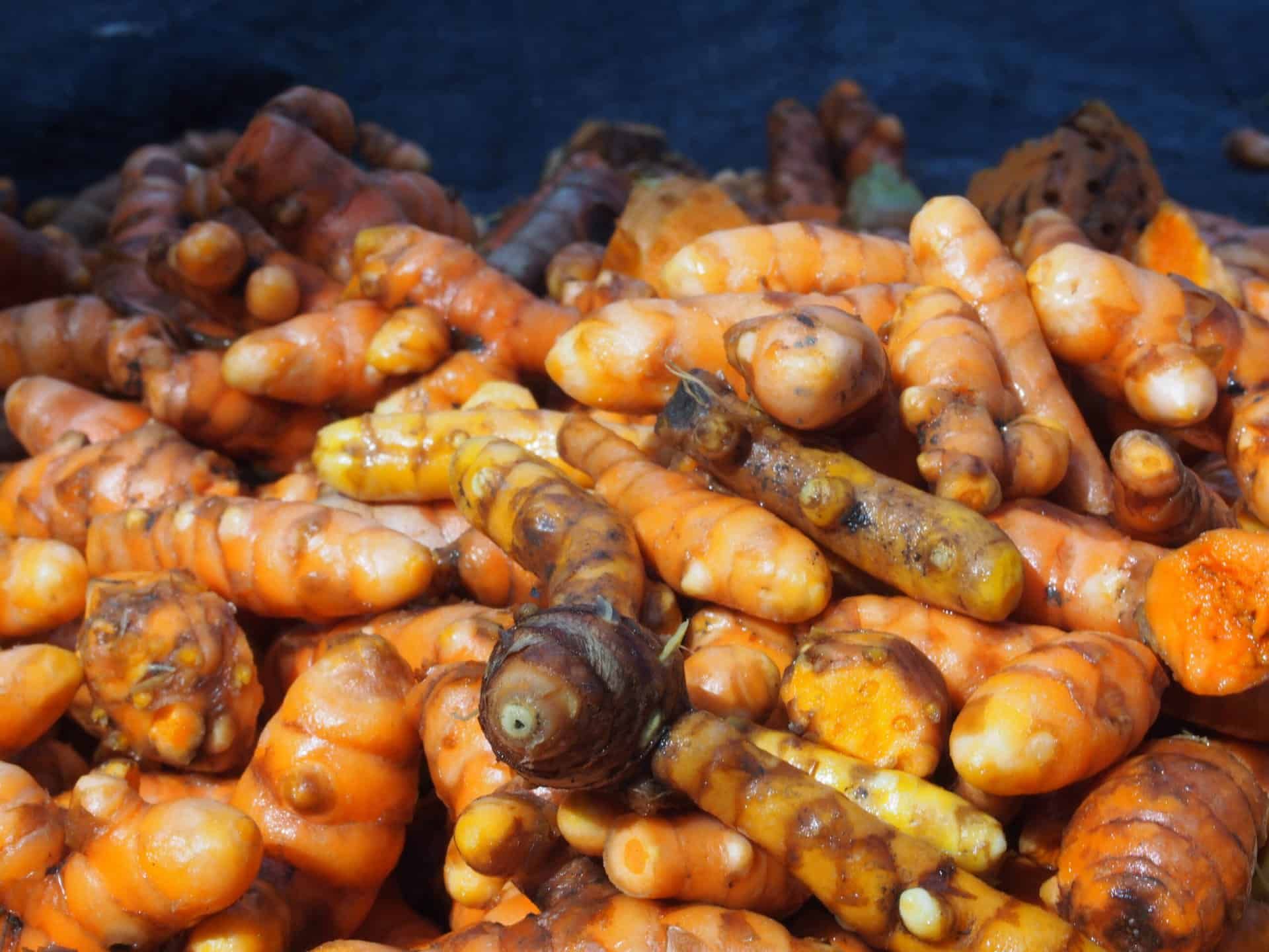 Frisch geerntete Gelbwurz aus unserem Garten.