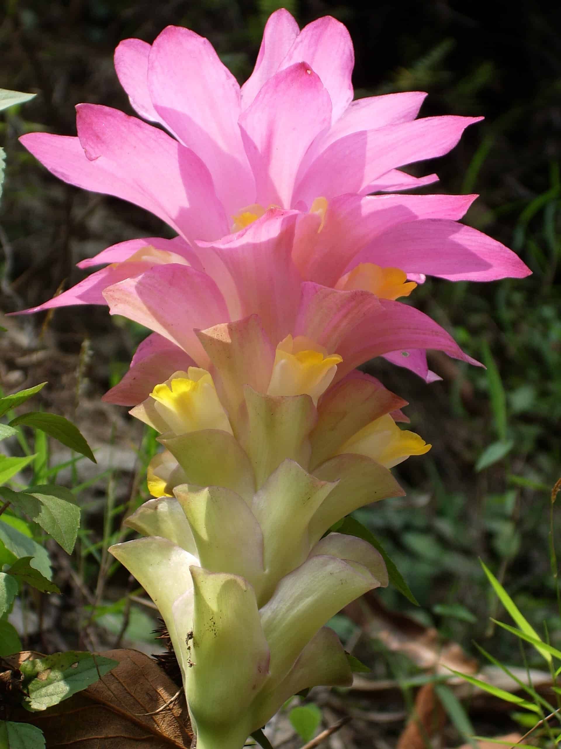 Kurkumapflanze in Blüte auf unserem Feld