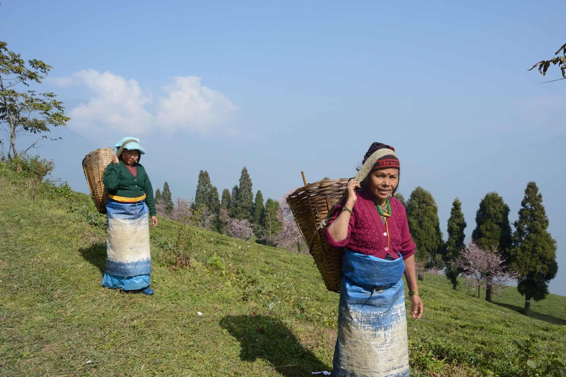 Begegnung mit den Teepflückerrinnen bei der Arbeit auf dem Teegarten Temi, Sikkim