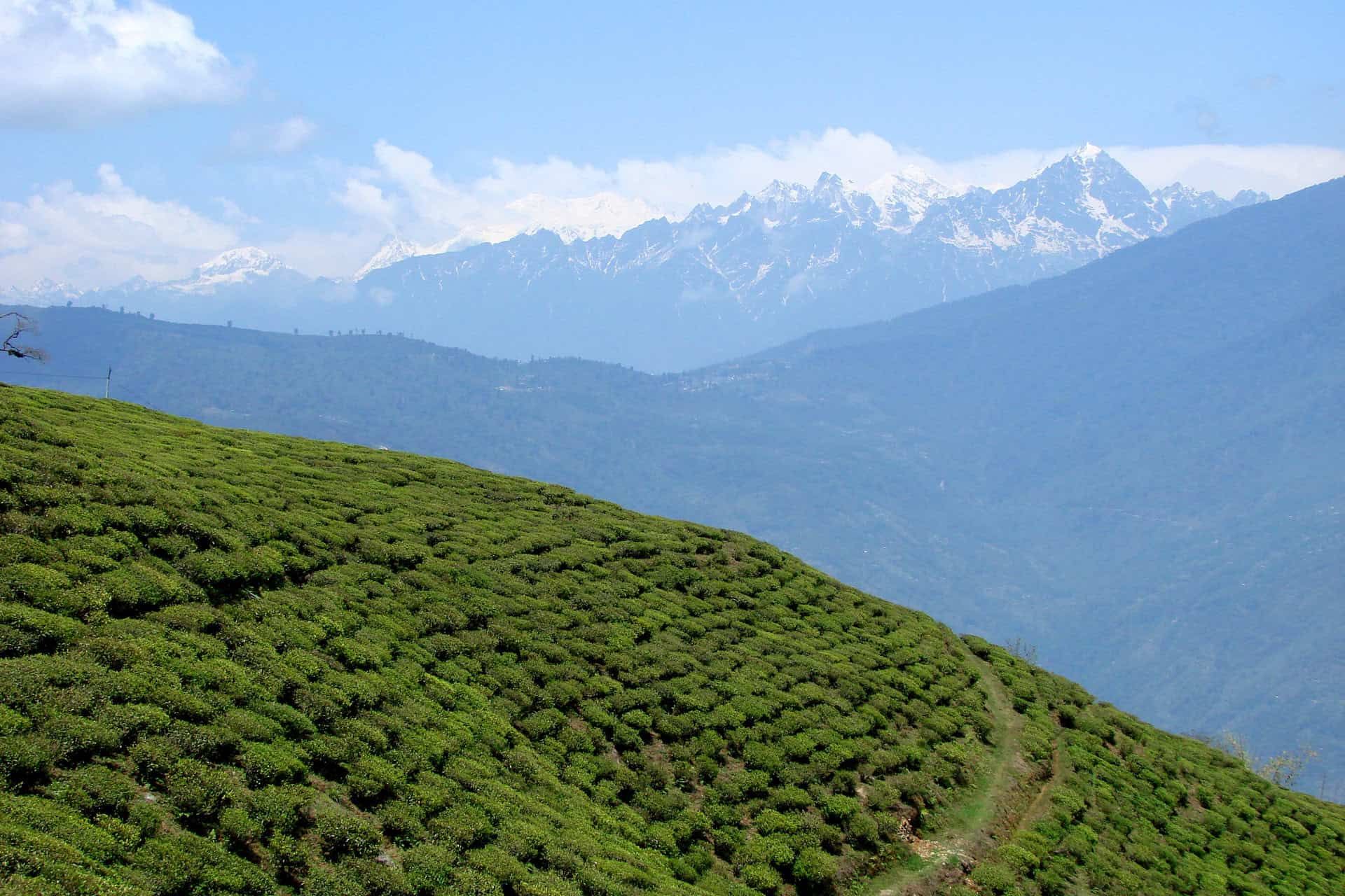 Teegarten Temi mit dem schneebedeckten Mt. Narsing im Hintegrund