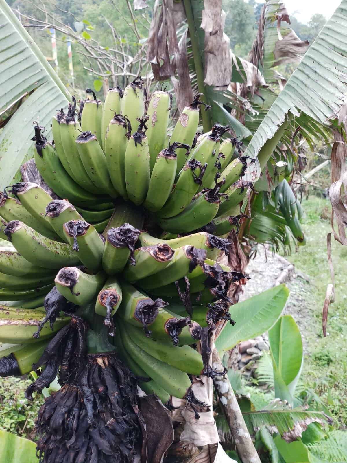 Banana, permaculture