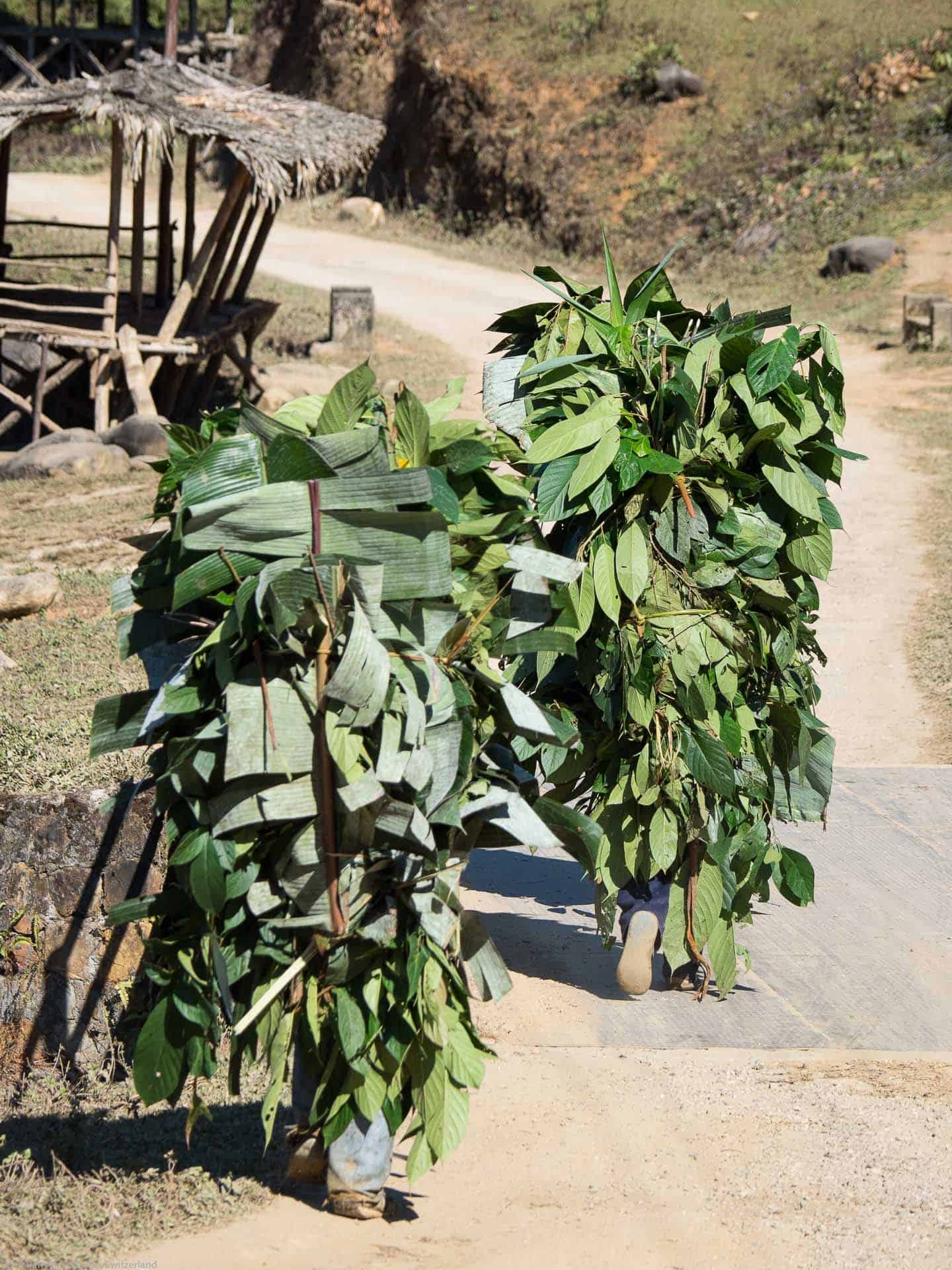 Bamboo Retreat Hotel - image "Reise in das Land des Sonnenaufgangs: Arunachal Pradesh, Indien" 151