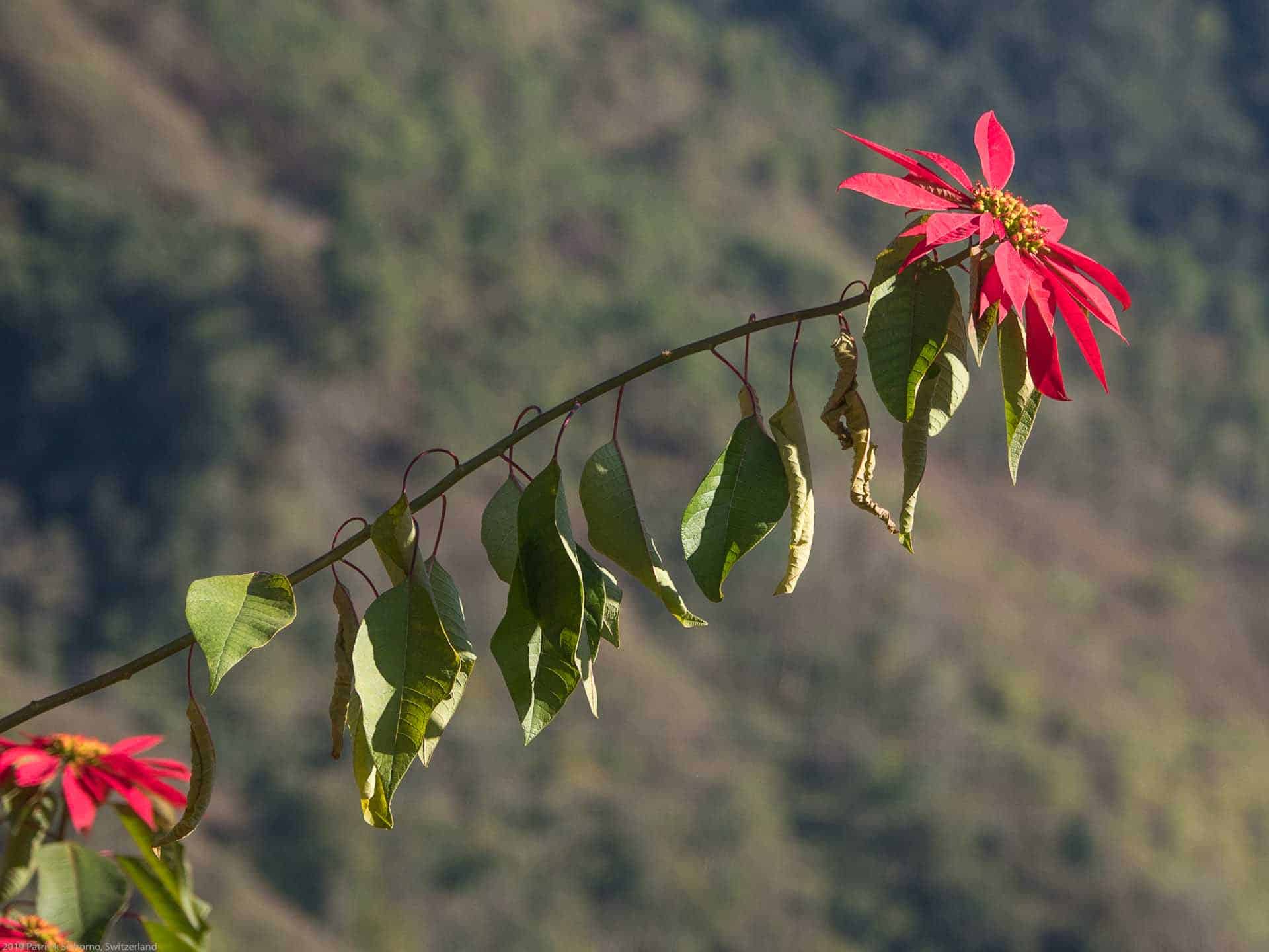 Bamboo Retreat Hotel - image "Reise in das Land des Sonnenaufgangs: Arunachal Pradesh, Indien" 179