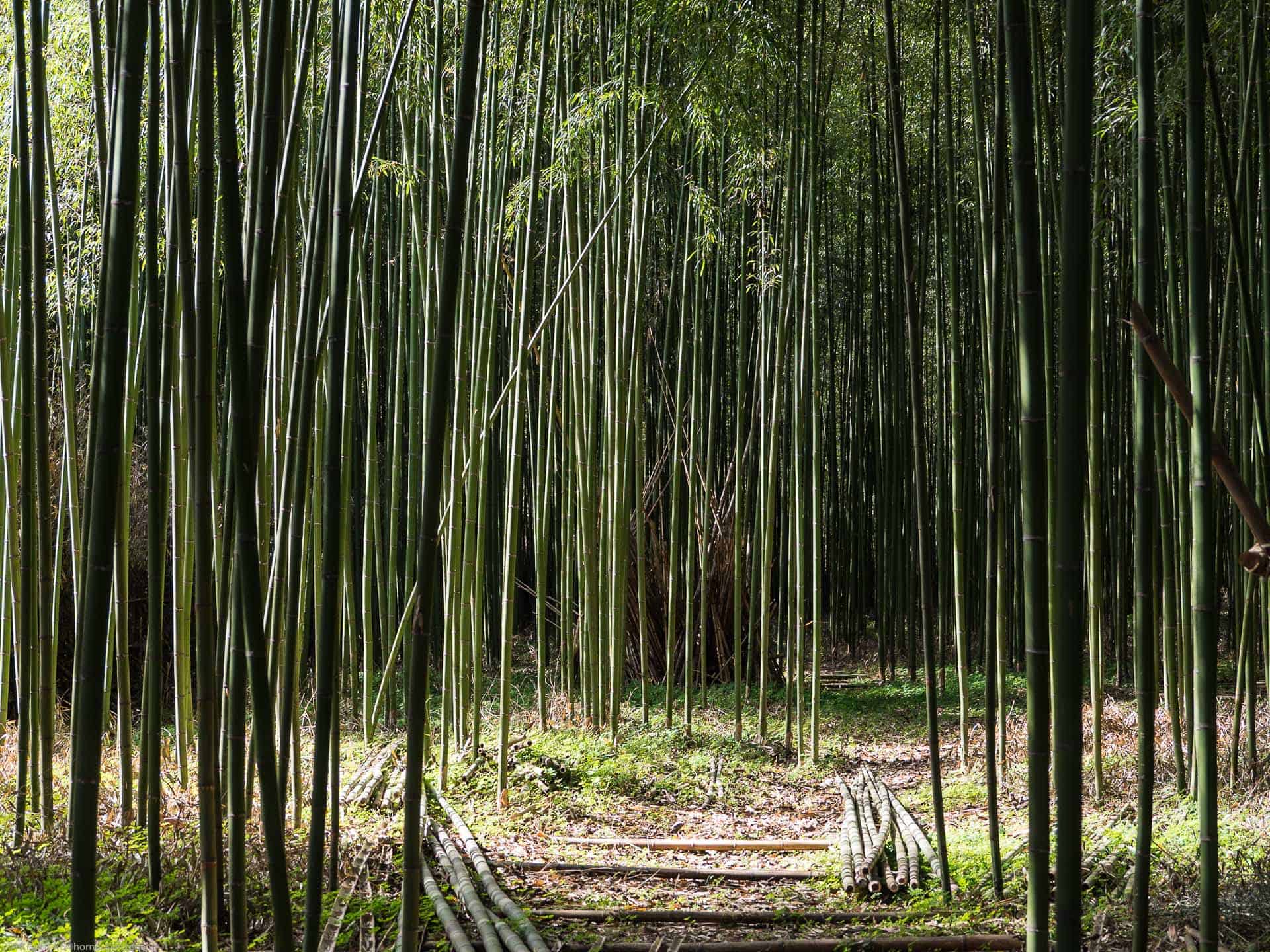 Bamboo Retreat Hotel - image "Reise in das Land des Sonnenaufgangs: Arunachal Pradesh, Indien" 209