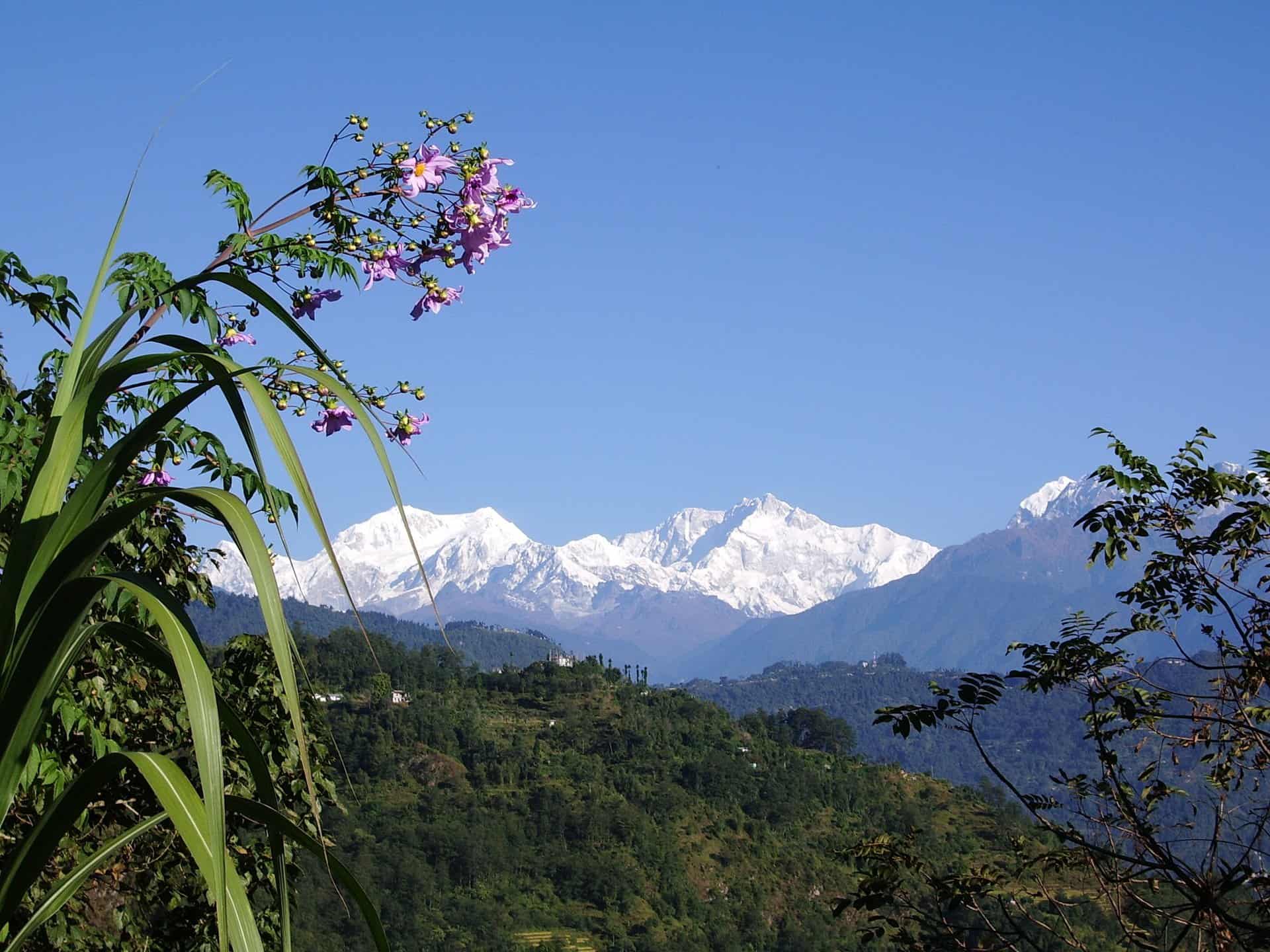 Stevia, Mt. Kanchenjunga West Sikkim