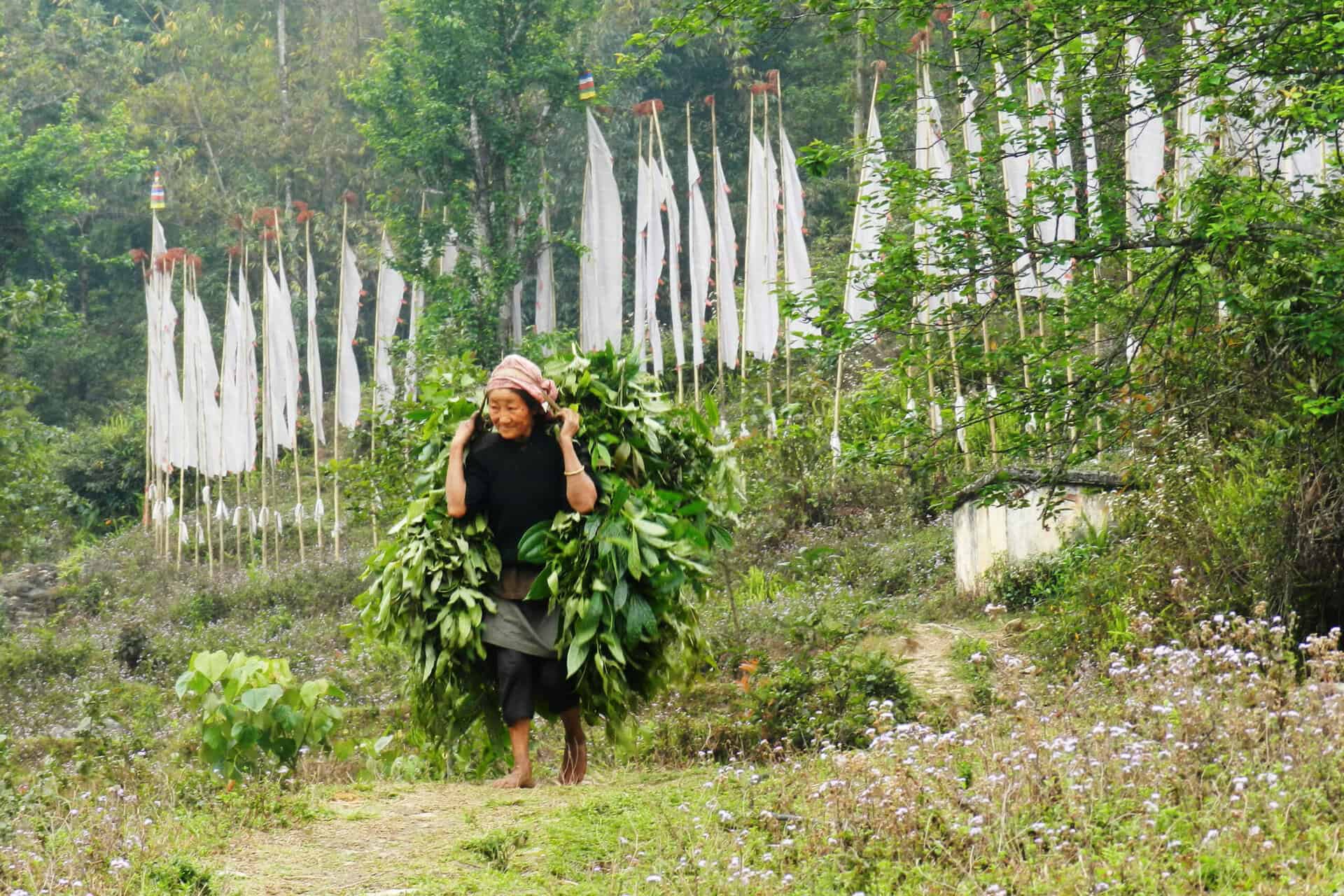 Traditionellerweise werden den Kühen geschnittenen Laubästen gefüttert