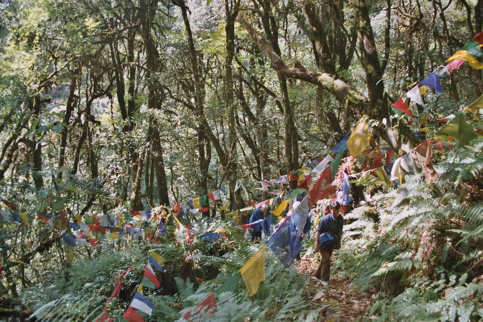 The route leads through dense vegetation and extensive forests to a secluded viewpoint