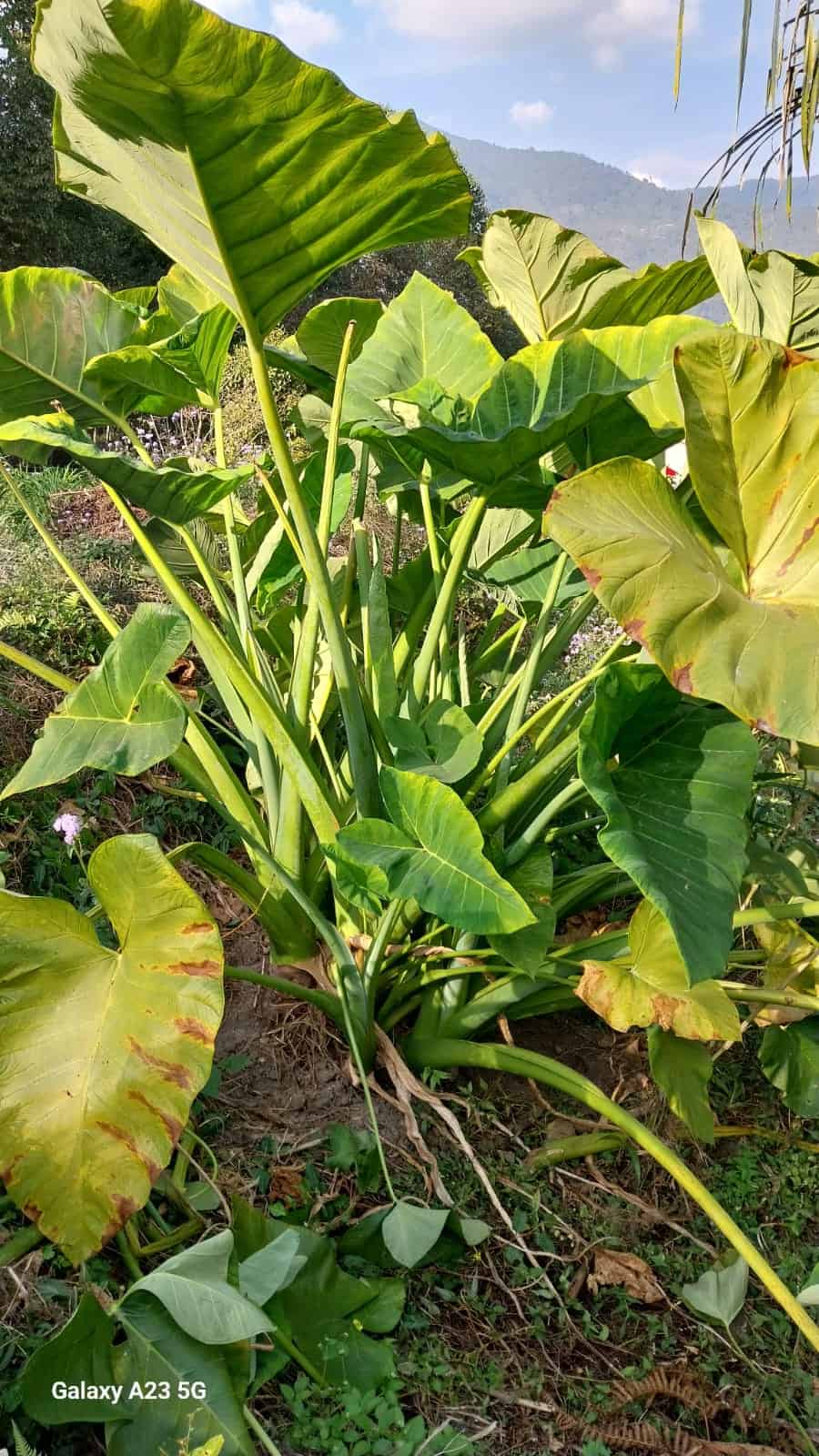 Yam-Pflanzen, oft als „Taro“ (Colocasia sp.) bezeichnet, sind robust und mehrjährig.