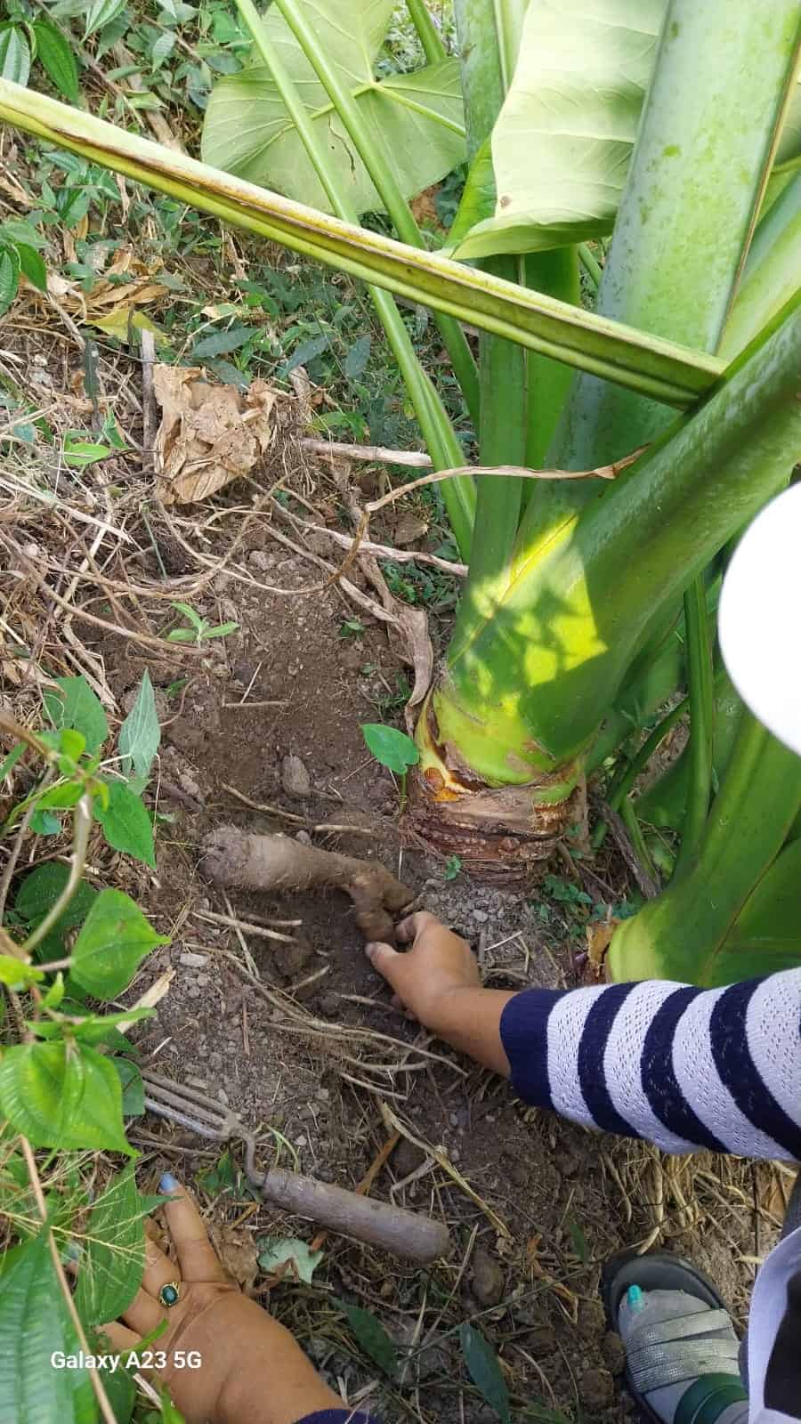 Taro-Wurzeln werden im späten Herbst bis frühen Winter geerntet.